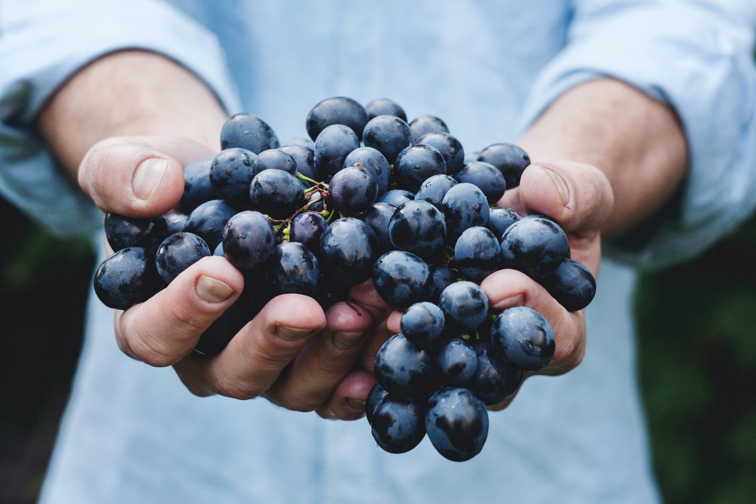 Uvas podem proteger contra o diabetes e diminuir os níveis de glicose ...