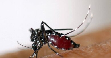 Distrito Federal Inicia Preparação para Uso de Mosquitos Wolbito no Combate à Dengue