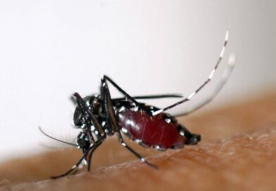 Distrito Federal Inicia Preparação para Uso de Mosquitos Wolbito no Combate à Dengue