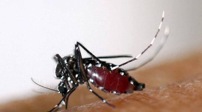 Distrito Federal Inicia Preparação para Uso de Mosquitos Wolbito no Combate à Dengue