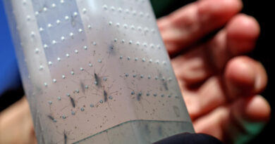 Wolbitos: Método Inovador Contra Dengue Chega ao Distrito Federal