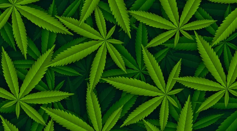 Cannabis: no Brasil, só a Embrapa tem Autorização para Cultivar