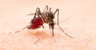 Dengue no DF
