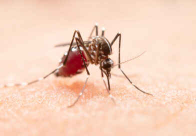 Dengue no DF