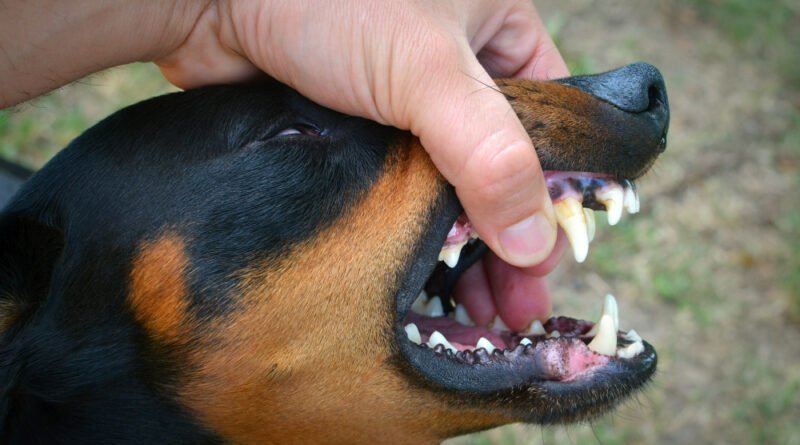 raiva em cão